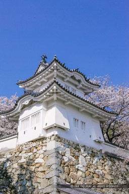 龍野城の桜｜高解像度画像サイズ：2305 x 3457 pixels｜写真番号：VJ7Z4706｜撮影：Canon EOS-1Ds Mark II