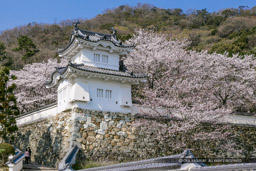 龍野城の桜｜高解像度画像サイズ：3280 x 2186 pixels｜写真番号：VJ7Z4712｜撮影：Canon EOS-1Ds Mark II