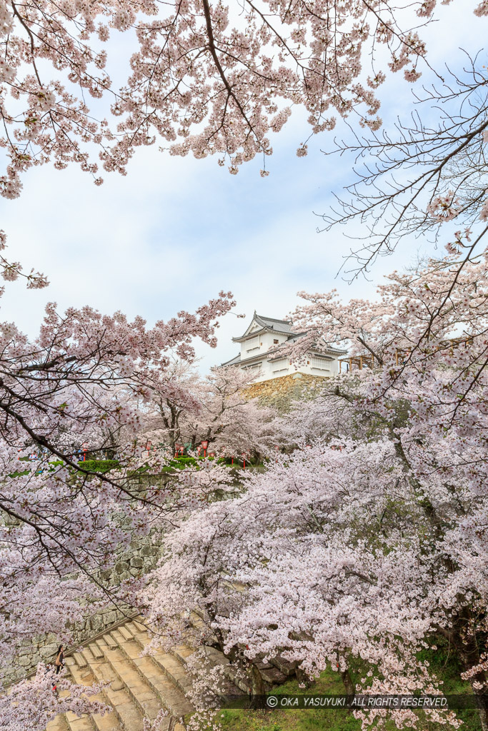 津山城の桜