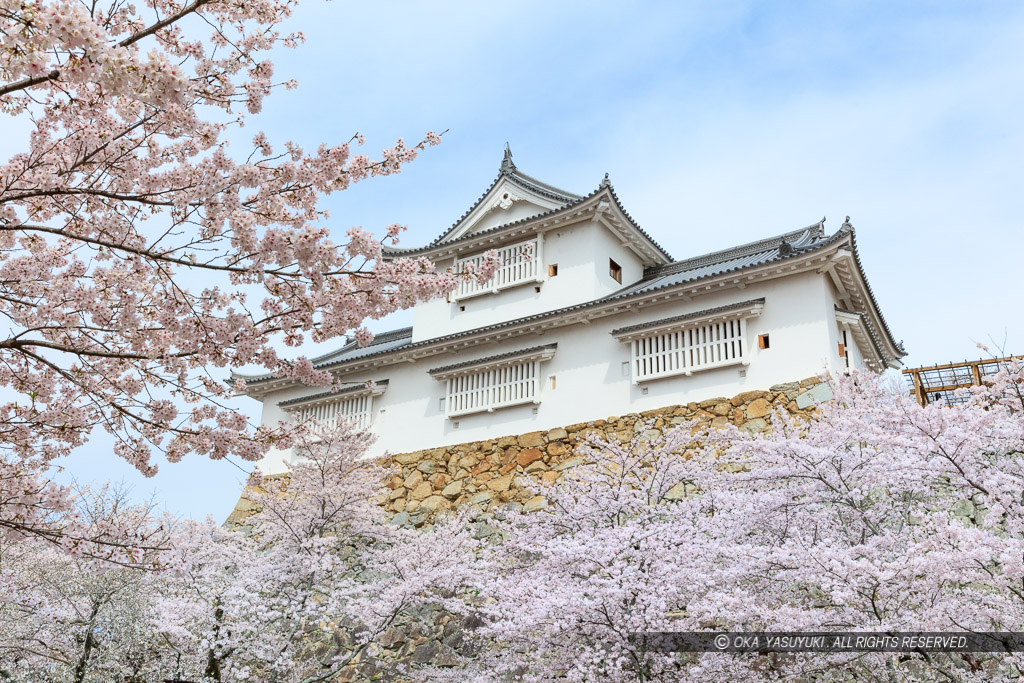 津山城の桜・備中櫓