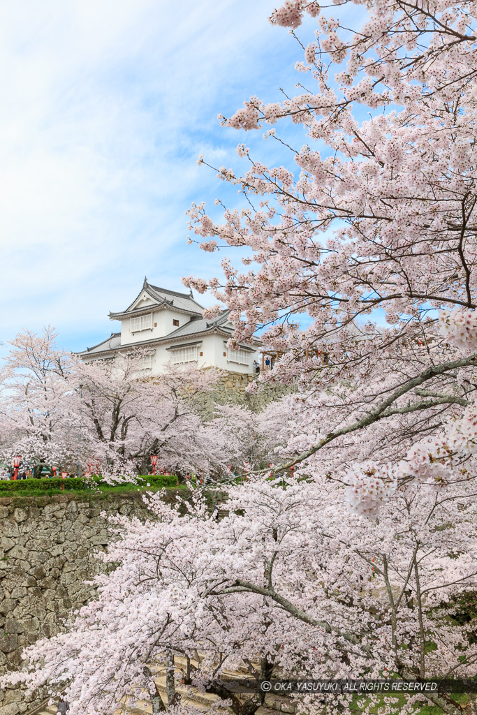 津山城の桜