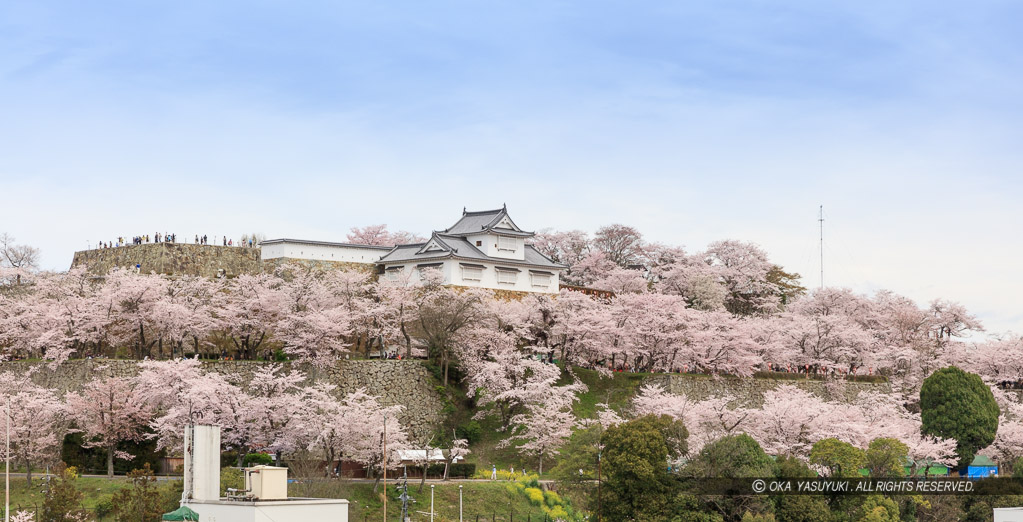 津山城の桜・遠景