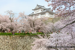 津山城の桜｜高解像度画像サイズ：8688 x 5792 pixels｜写真番号：5DSA5283｜撮影：Canon EOS 5DS