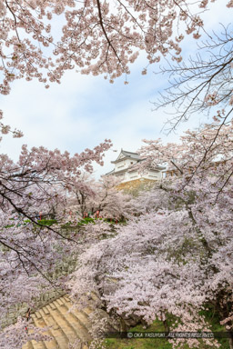 津山城の桜｜高解像度画像サイズ：5790 x 8683 pixels｜写真番号：5DSA5290｜撮影：Canon EOS 5DS