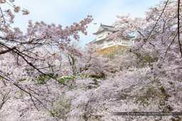 津山城の桜・備中櫓｜高解像度画像サイズ：8557 x 5704 pixels｜写真番号：5DSA5296｜撮影：Canon EOS 5DS