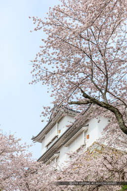 津山城の桜｜高解像度画像サイズ：5792 x 8688 pixels｜写真番号：5DSA5303｜撮影：Canon EOS 5DS