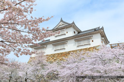 津山城の桜・備中櫓｜高解像度画像サイズ：8688 x 5792 pixels｜写真番号：5DSA5307｜撮影：Canon EOS 5DS