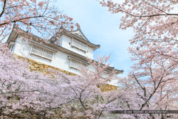 津山城の桜・備中櫓｜高解像度画像サイズ：8688 x 5792 pixels｜写真番号：5DSA5324｜撮影：Canon EOS 5DS