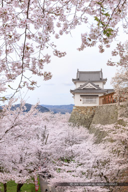 津山城の桜｜高解像度画像サイズ：5792 x 8688 pixels｜写真番号：5DSA5341｜撮影：Canon EOS 5DS