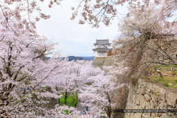 津山城の桜｜高解像度画像サイズ：8538 x 5692 pixels｜写真番号：5DSA5363｜撮影：Canon EOS 5DS