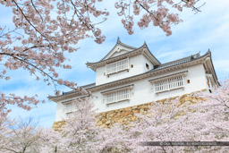 津山城の桜・備中櫓｜高解像度画像サイズ：8391 x 5594 pixels｜写真番号：5DSA5375｜撮影：Canon EOS 5DS