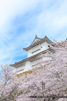 津山城の桜・備中櫓｜高解像度画像サイズ：5698 x 8548 pixels｜写真番号：5DSA5379｜撮影：Canon EOS 5DS