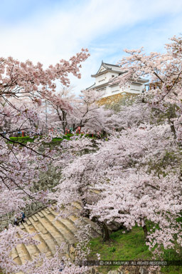 津山城の桜｜高解像度画像サイズ：5792 x 8688 pixels｜写真番号：5DSA5389｜撮影：Canon EOS 5DS