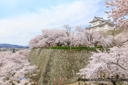 津山城の桜・備中櫓｜高解像度画像サイズ：8688 x 5792 pixels｜写真番号：5DSA5409｜撮影：Canon EOS 5DS