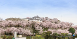 津山城の桜・遠景｜高解像度画像サイズ：8688 x 4432 pixels｜写真番号：5DSA5433｜撮影：Canon EOS 5DS