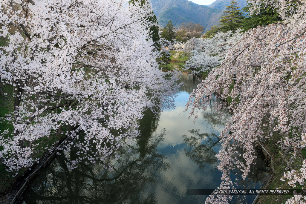 本丸水堀と桜