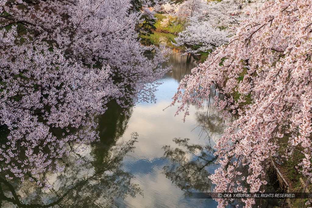 本丸水堀と桜