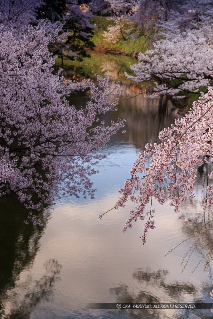 本丸水堀と桜