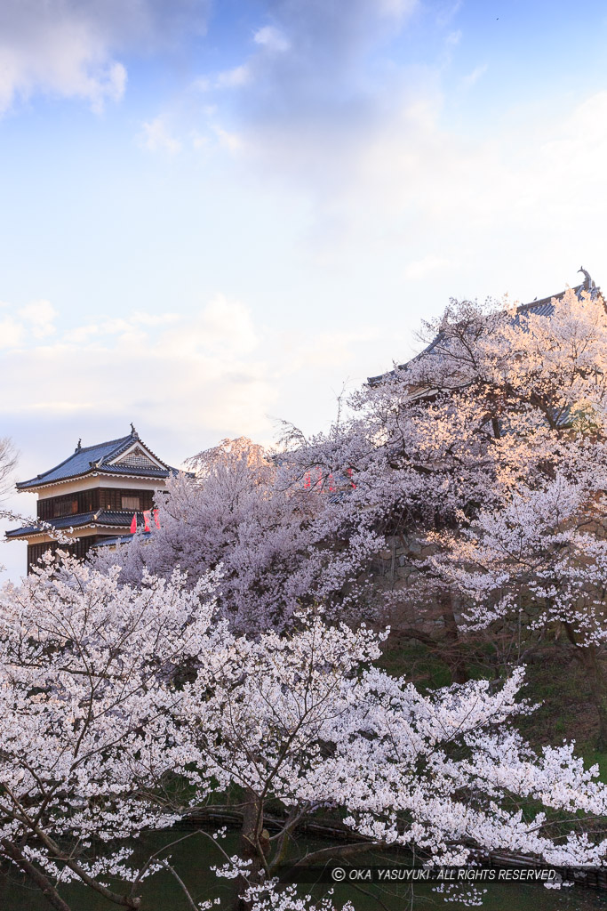 上田城の桜