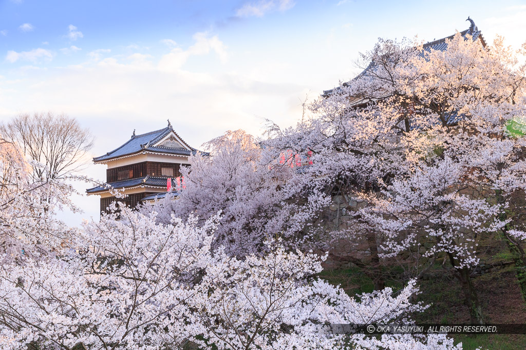 上田城の桜・北櫓・南櫓