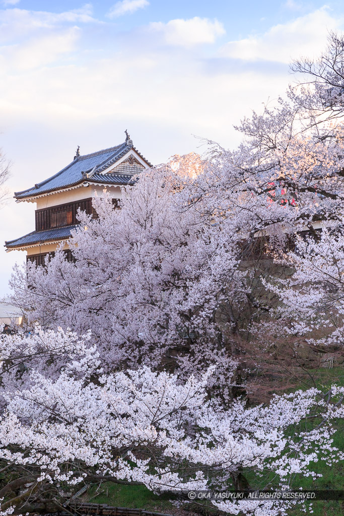 上田城の桜・北櫓・南櫓