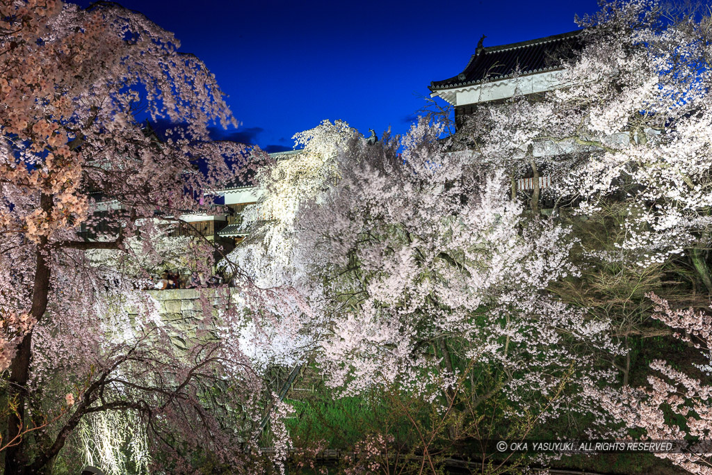 上田城の夜桜・ライトアップ