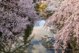 本丸水堀と桜｜高解像度画像サイズ：4590 x 3060 pixels｜写真番号：1DX_7788｜撮影：Canon EOS-1D X