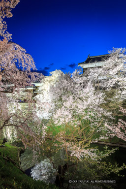 上田城の夜桜・ライトアップ｜高解像度画像サイズ：3314 x 4972 pixels｜写真番号：1DX_7957｜撮影：Canon EOS-1D X