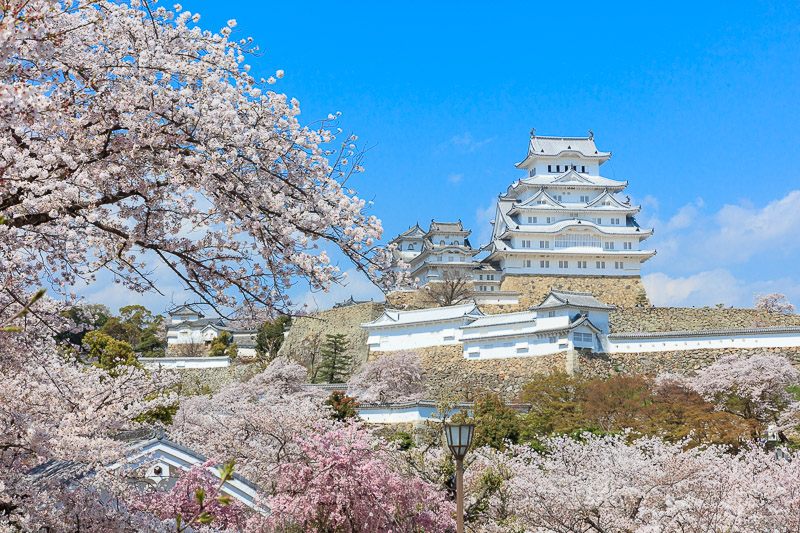 姫路城の桜