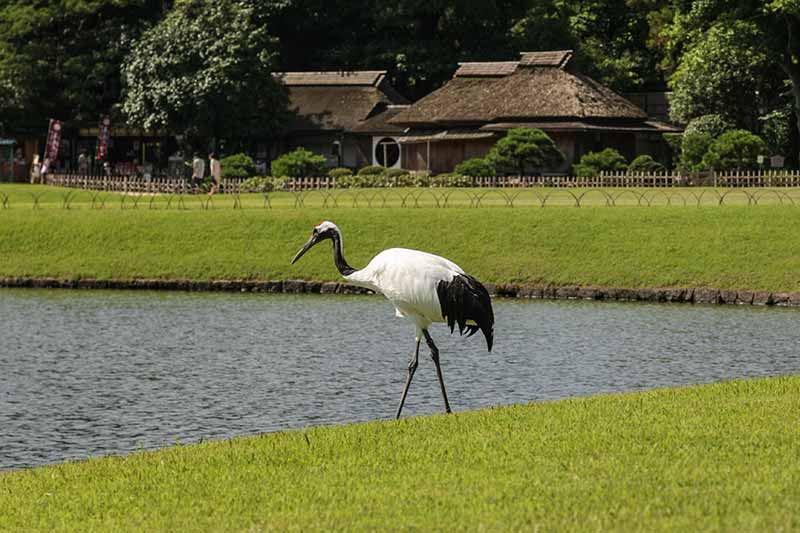 大名庭園・後楽園