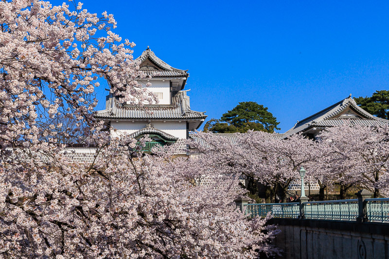 金沢城の桜